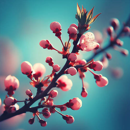 Gemmothérapie herboristerie Le Petit Quevilly